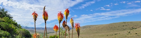 Nama Karoo